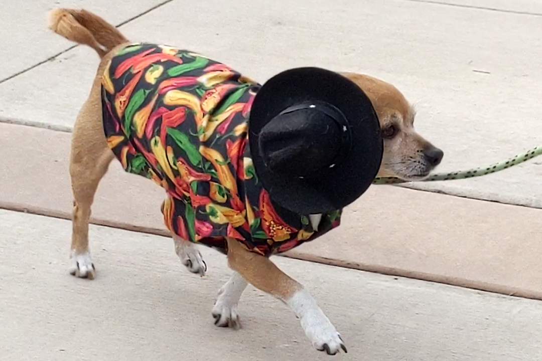 Image of pet costume contest contestant - a small dog wearing a colorful tamale shirt and black hat